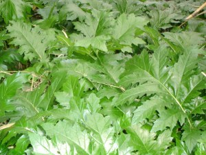 17 de febrero de 2013 094